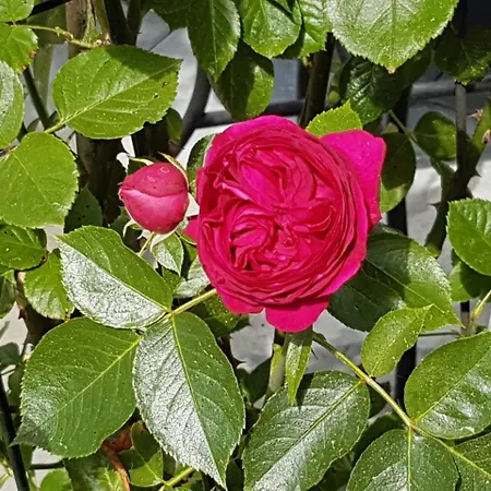 Landgut Apfelrose フリードリヒスハーフェン