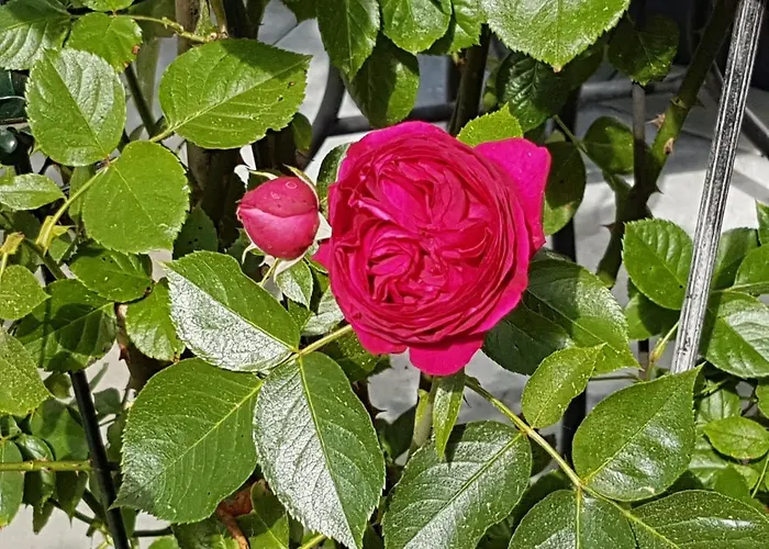 Landgut Apfelrose Friedrichshafen